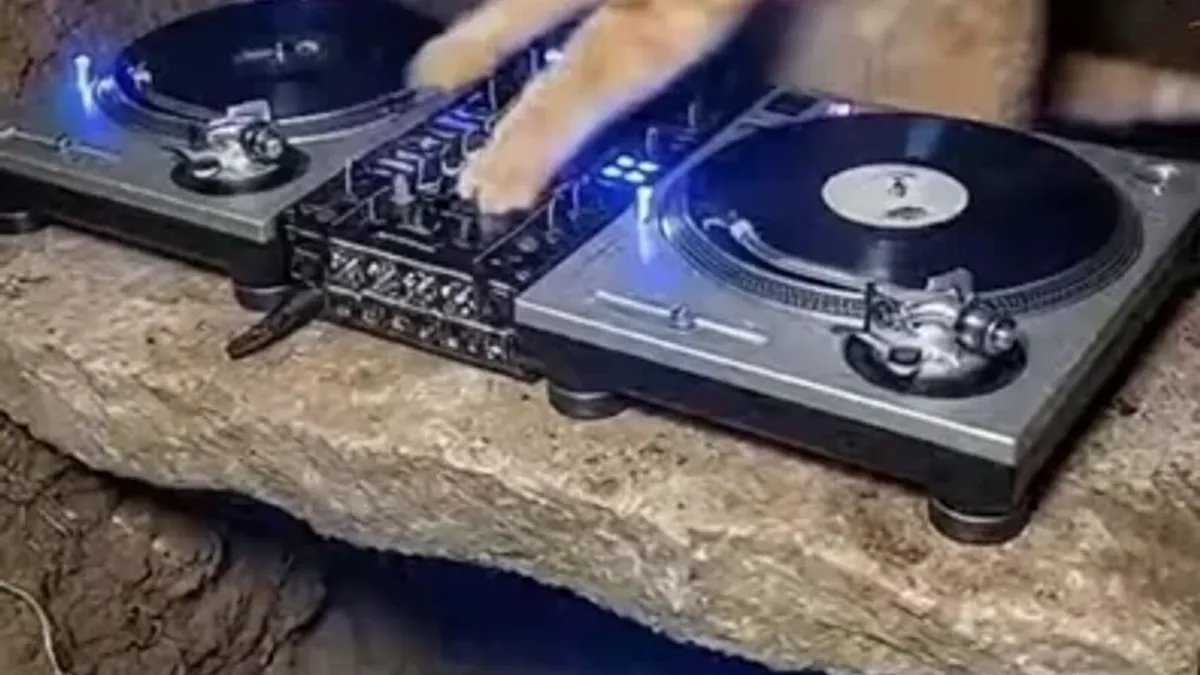 Creator Spotlight: Analyzing sora's Remarkable Growth on Sora Video Platform