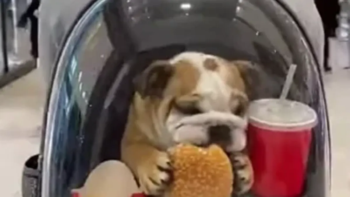 March 2026 Platform Insights: Creator Growth and Video Engagement Trends