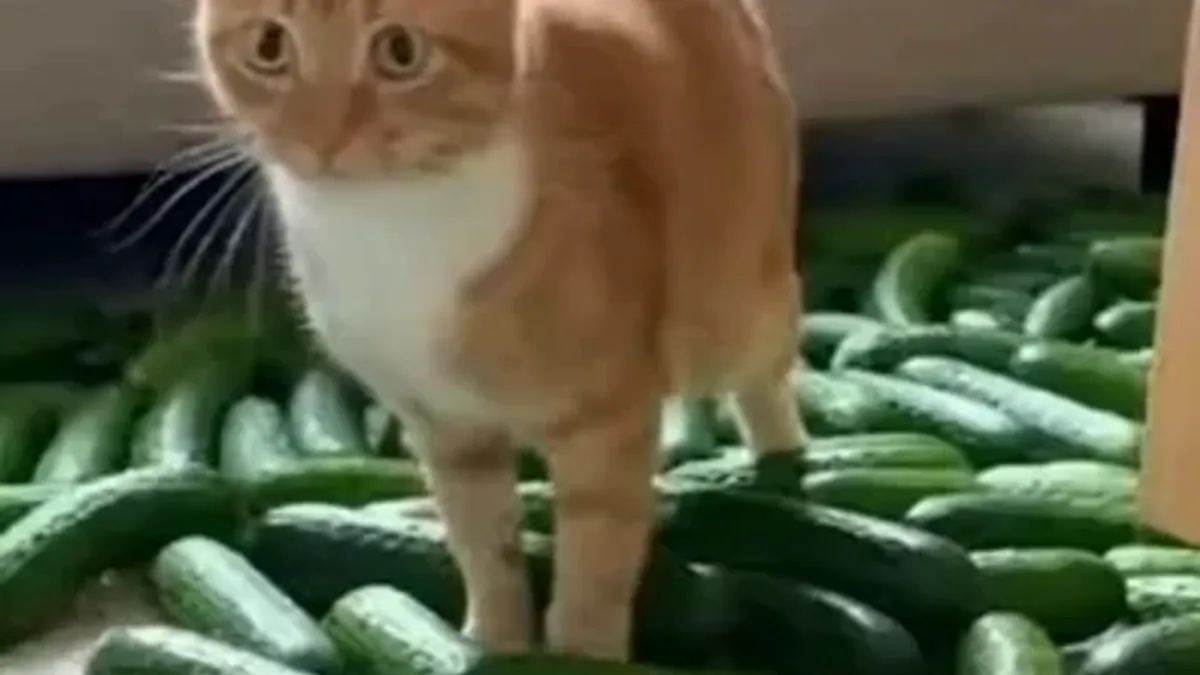 Weekly Sora Trends: Top Creators and Viral Videos of March 3, 2026